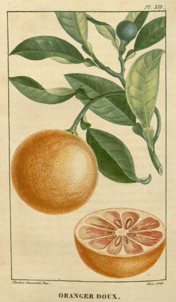 Citrus sinensis