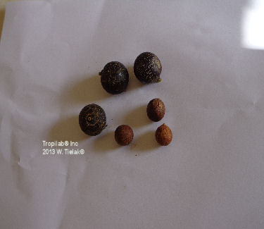 Corypha umbraculifera seeds