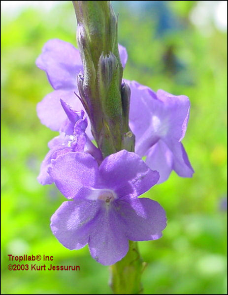 Stachytarpheta cayennensis flower