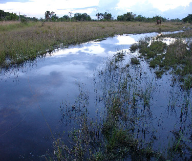 Water in the savanna