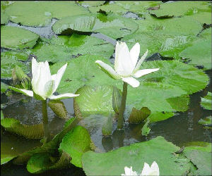  water lily