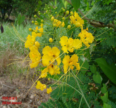 Yellow Caesalpinia pulcherrima