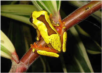 Amazon Rainforest - Mapinguari frog