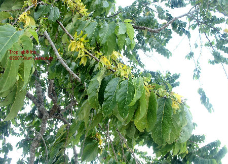 Flores de cananga odorata