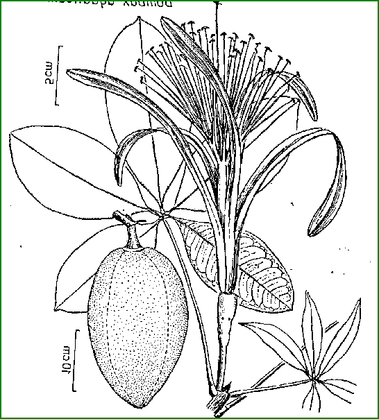 Bombax aquaticum