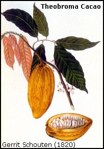 Theobroma cacao - Cacao 