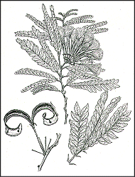 Calliandra Surinamensis