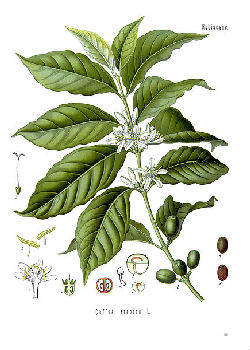 Coffea arabica