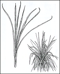 Cymbopogon Citratus - Lemon grass.