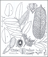 Dipteryx Odorata or Tonka Bean