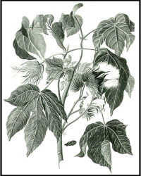 Gossypium Barbadense - Cotton