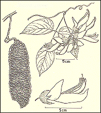 Mucuna 
Pruriens