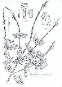 Stachytarpheta Cayennensis - Verbena