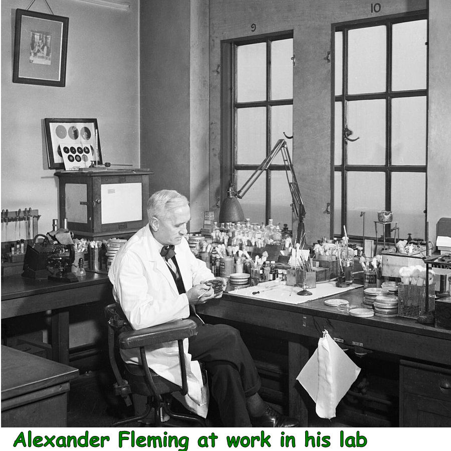 Alexander Fleming at work in his lab