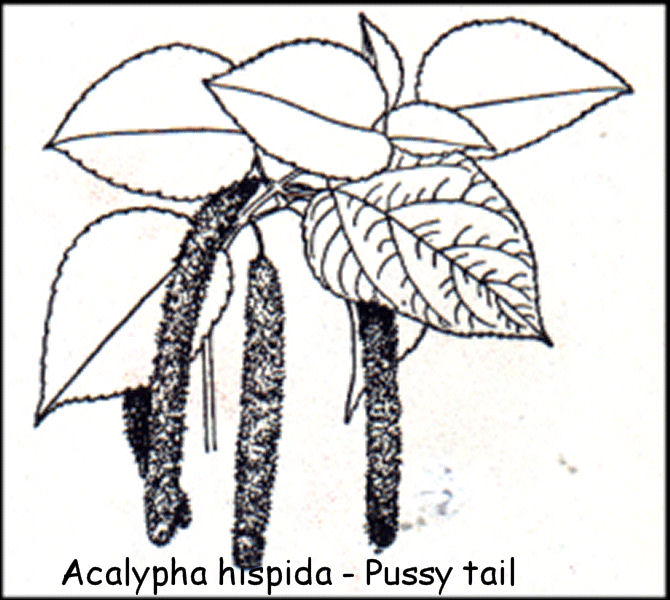 Acalypha hispida - Pussy tail