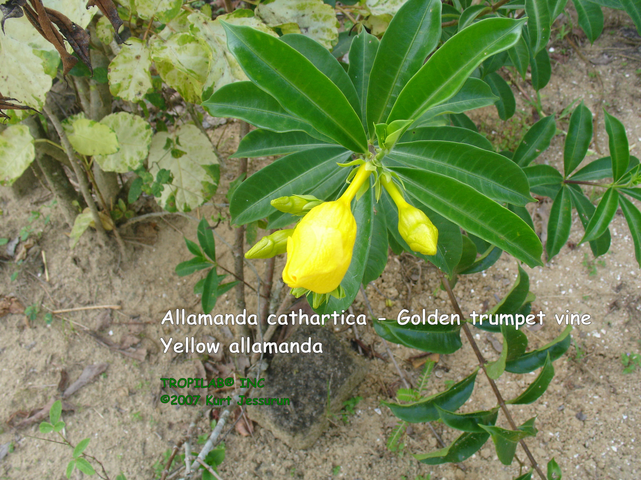 Allamanda cathartica - Golden trumpet flowerbud