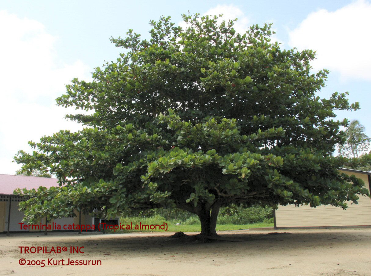Terminalia catappa - Tropical almond tree