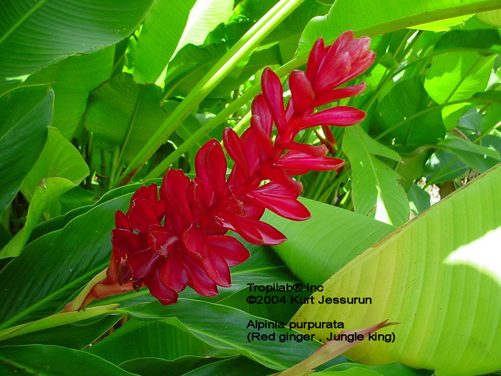 Alpinia purpurata flower