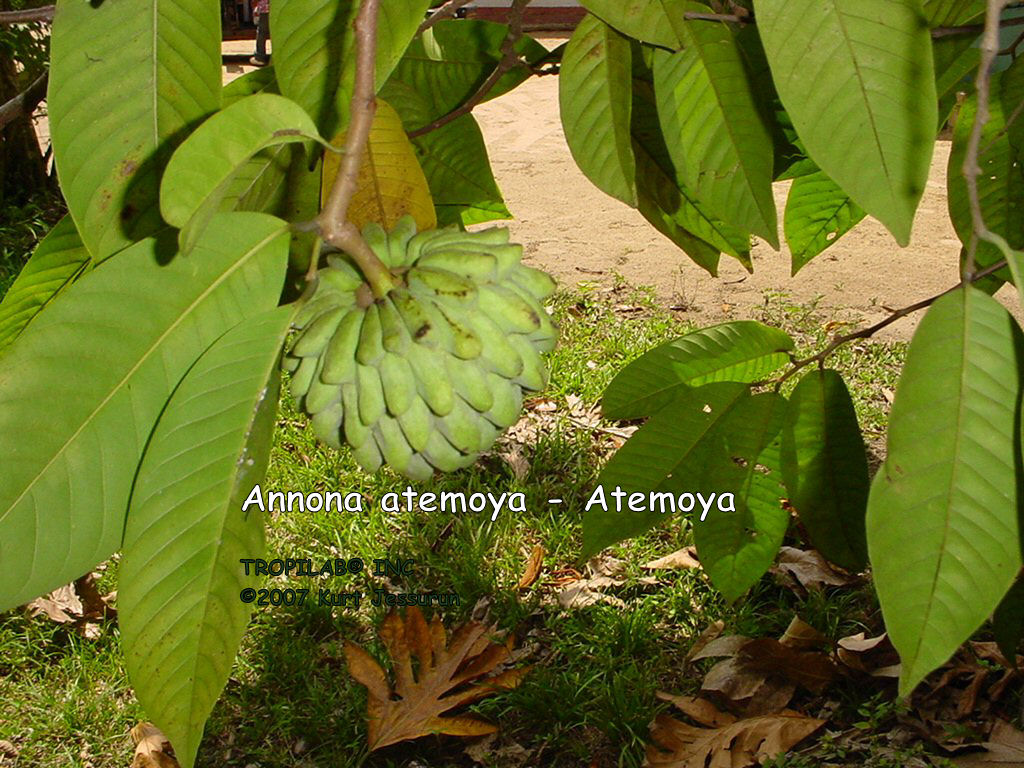 Annona atemoya - Atemoya