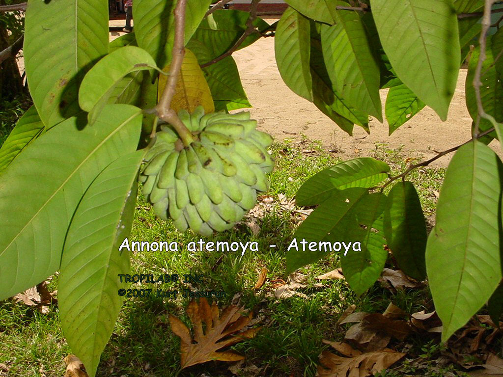 atemoya tree