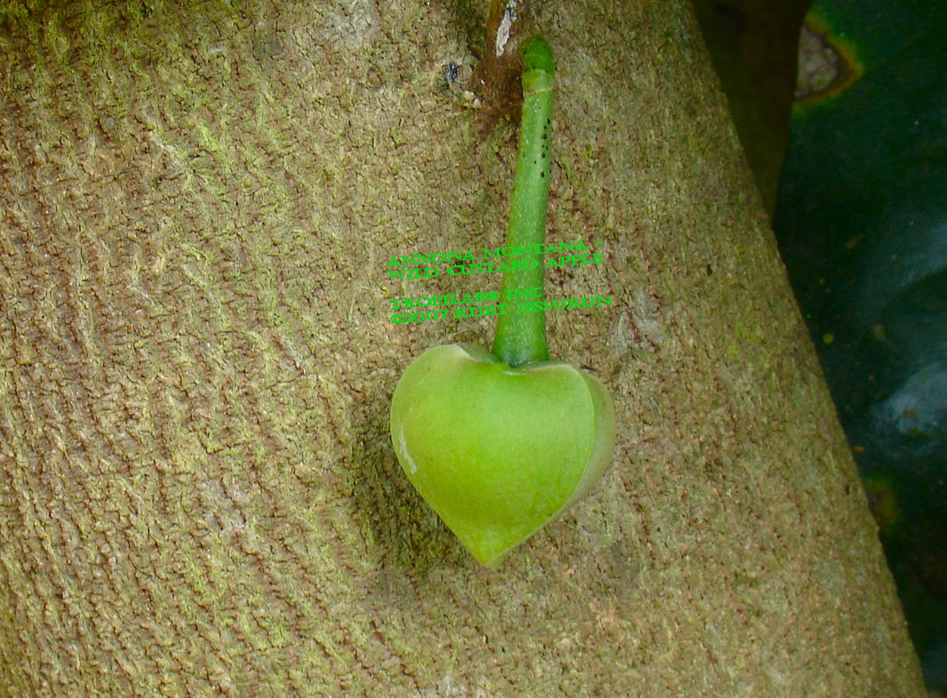Annona montana - Wild custard apple 