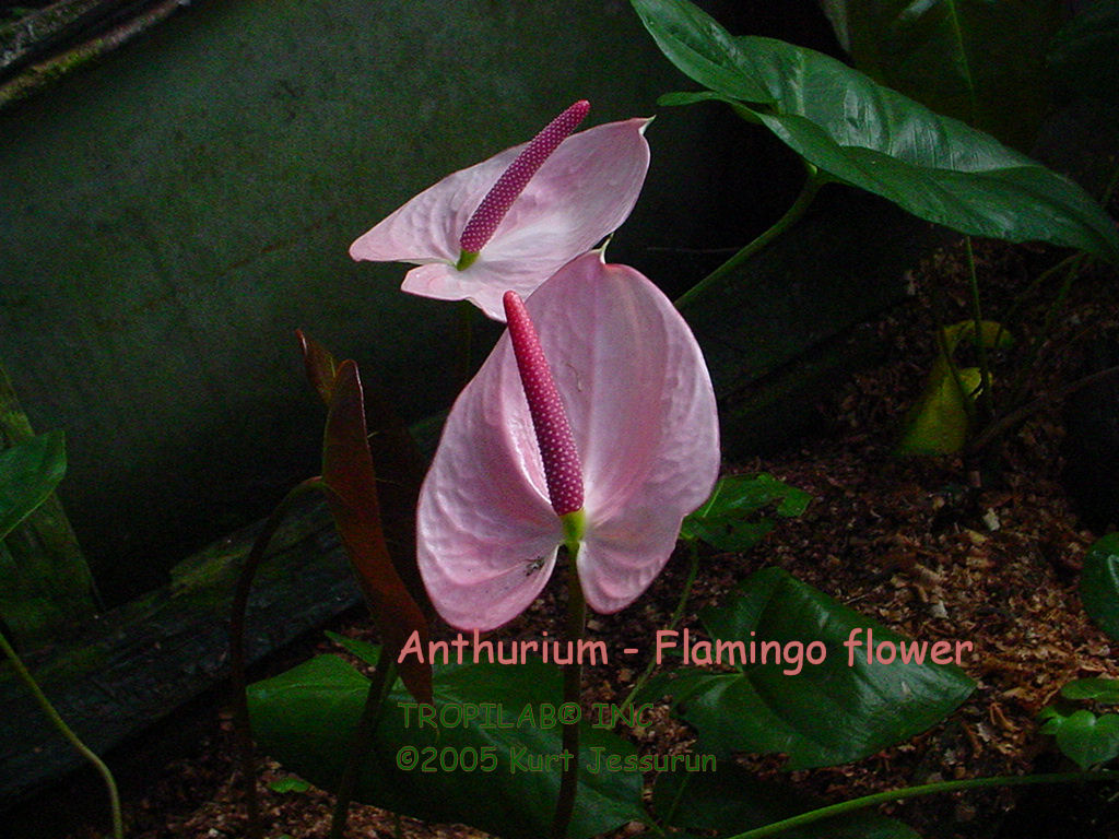Anthurium - Flamingo flower