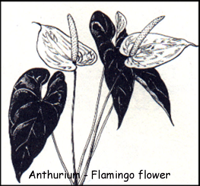 Anthurium - Flamingo flower