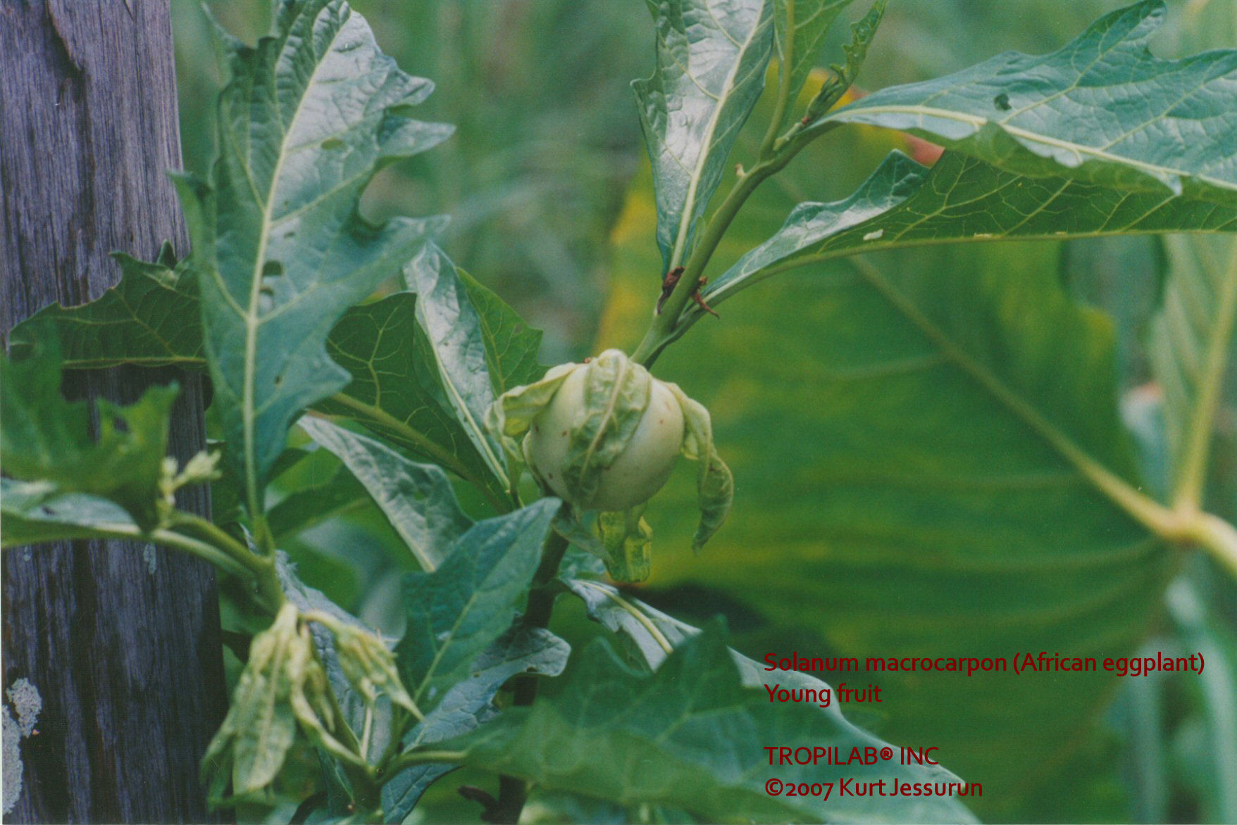 Solanum macrocarpon (African eggplant) young fruit