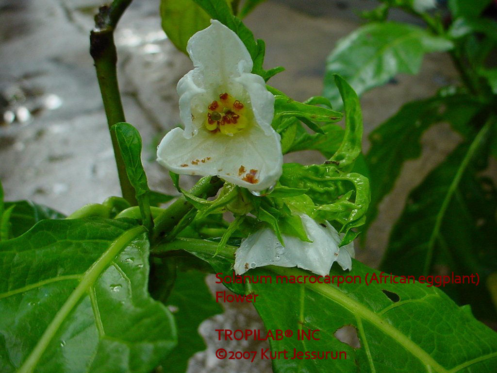 Solanum macrocarpon L . ) and Scarlet ( Solanum aethiopicum L . )