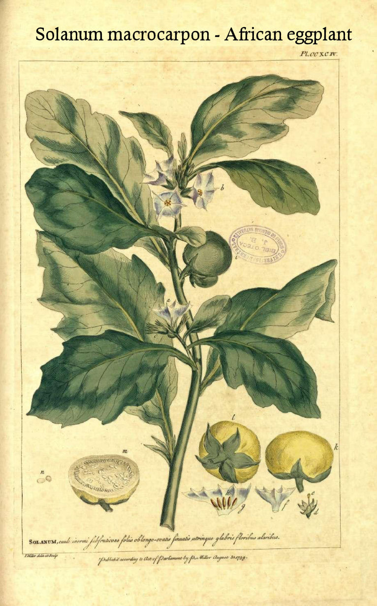 Solanum macrocarpon (African eggplant)