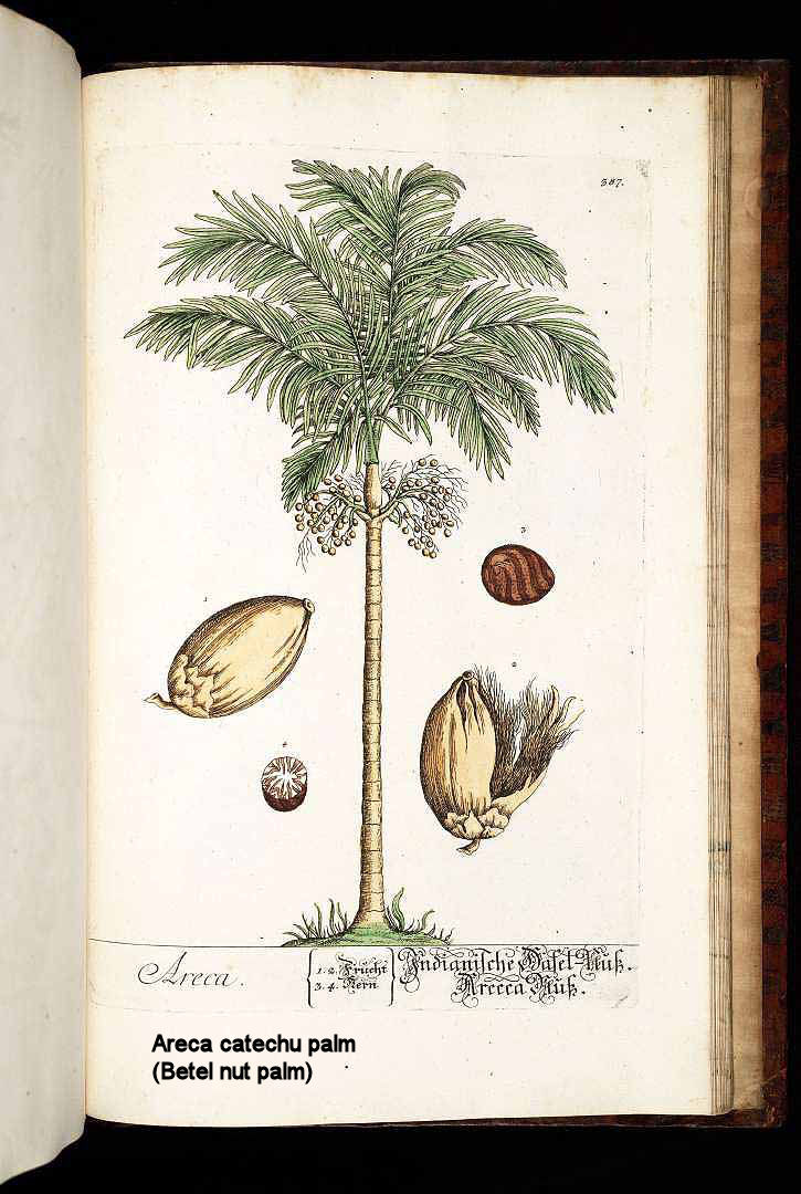 Areca catechu palm