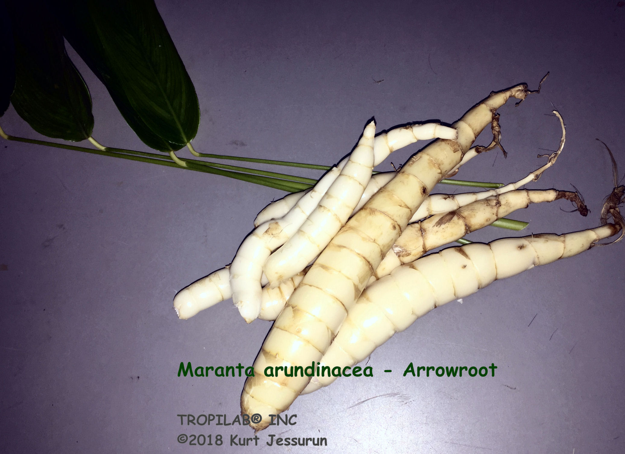 Garden Adventures: Arrowroot (Maranta arundinaceae)