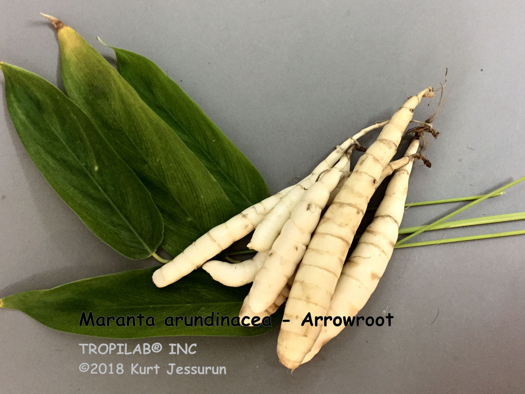 Maranta arundinacea - Bermuda Arrowroot - Seeds