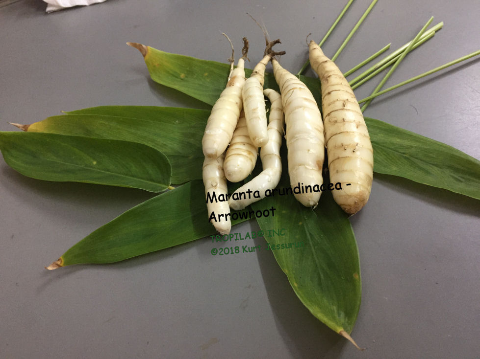 Garden Adventures: Arrowroot (Maranta arundinaceae)