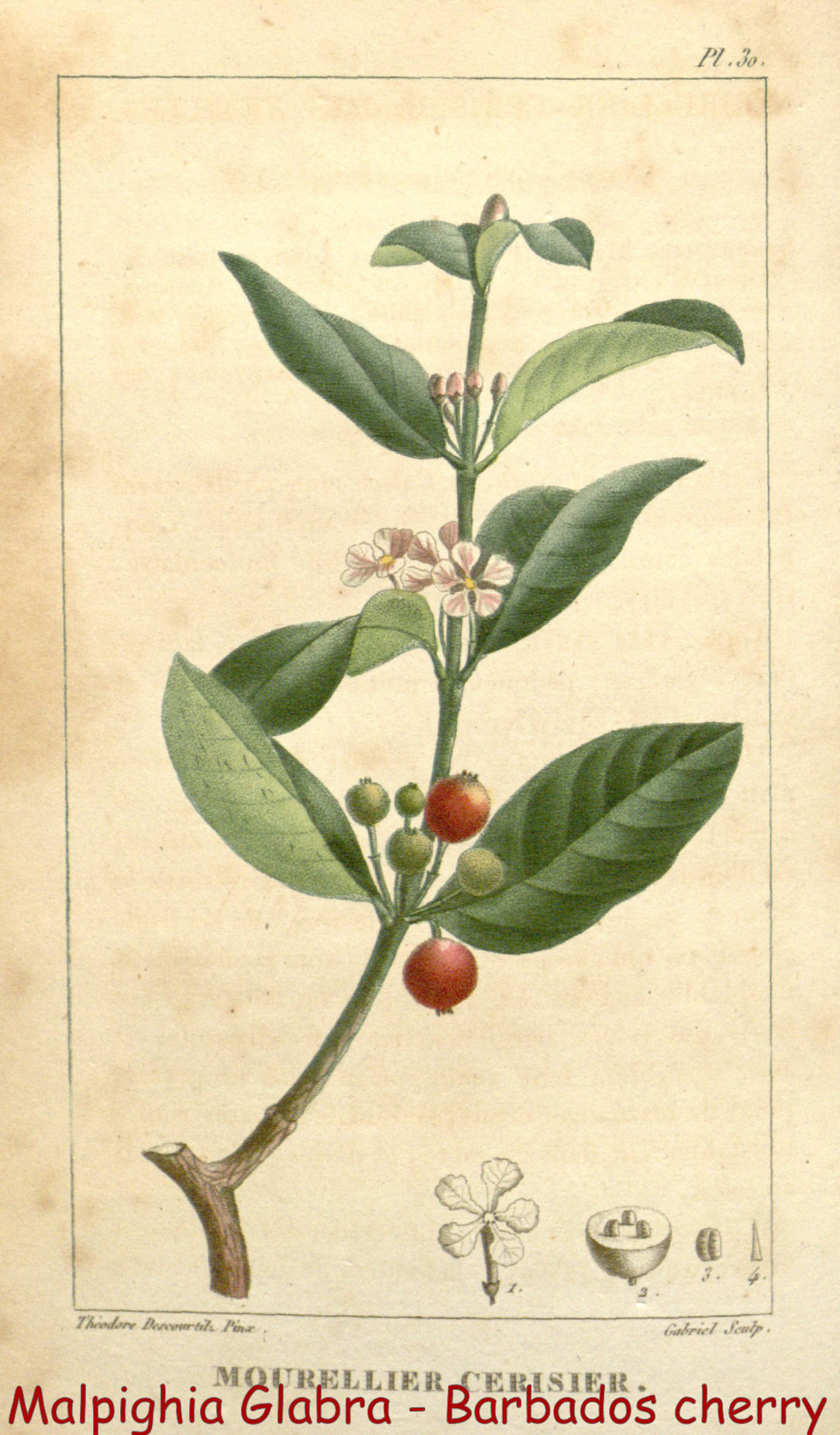 Malpighia glabra - Barbados cherry