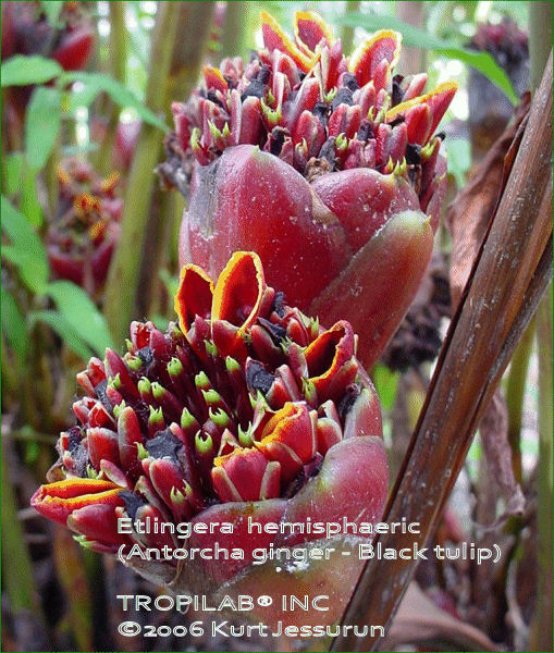 Etlingera hemisphaeric (Antorcha ginger -Black tulip