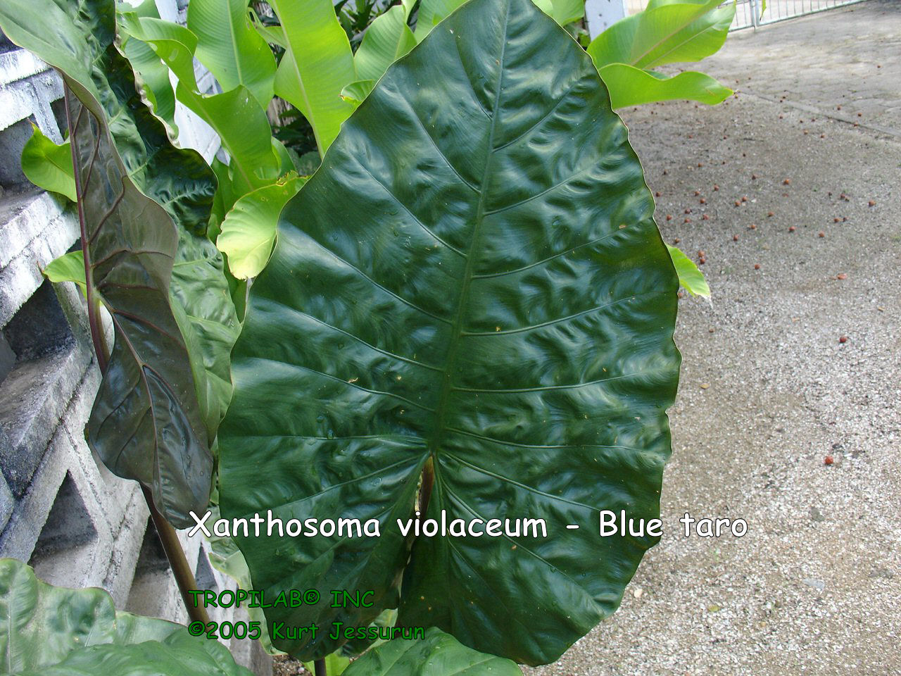 Xanthosoma violaceum - Blue taro