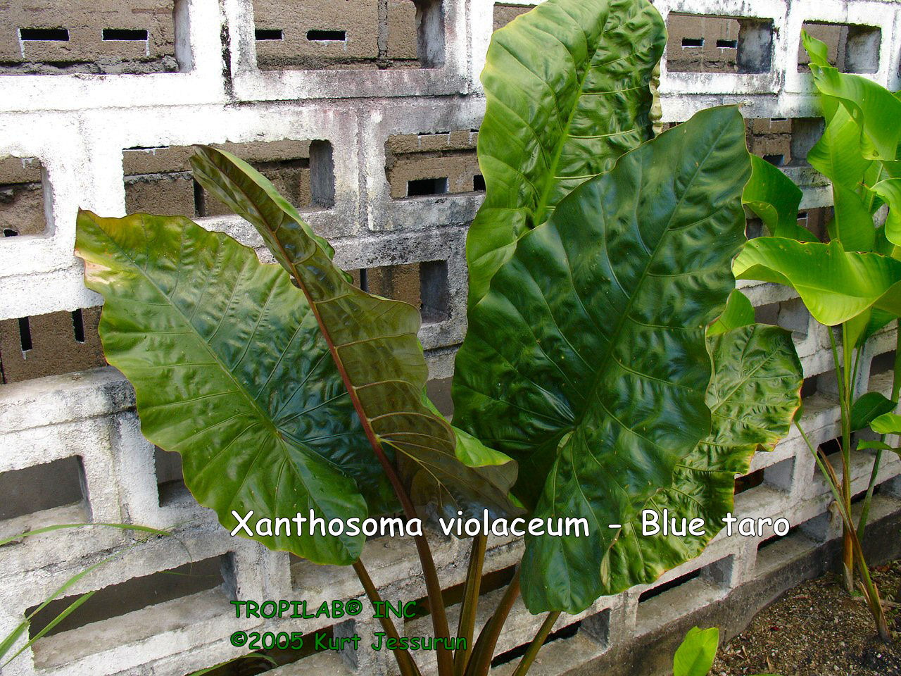 Xanthosoma violaceum - Blue taro