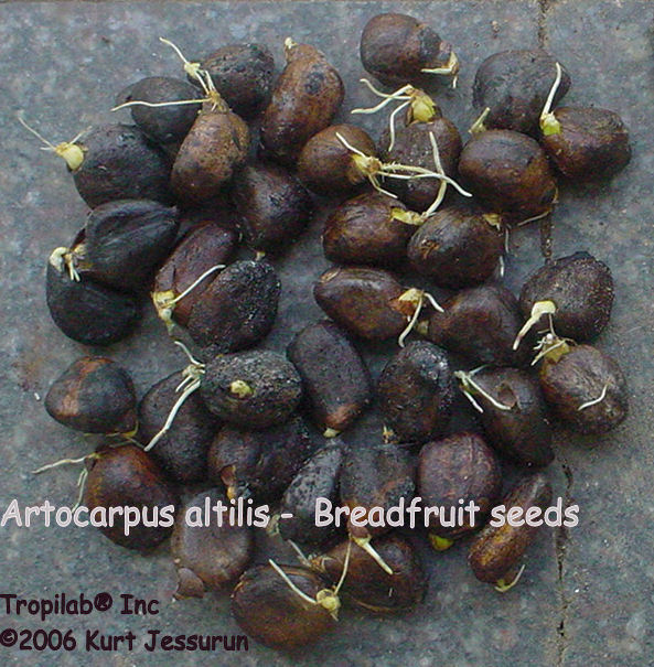 Artocarpus altilis - Breadfruit seeds