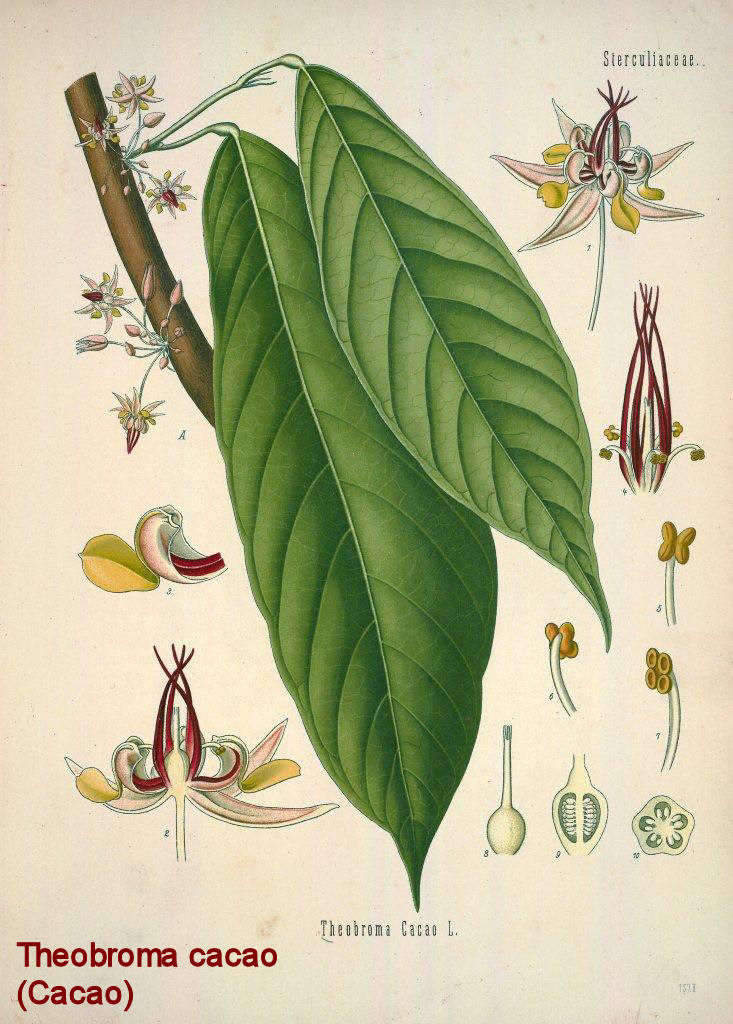 Theobroma cacao