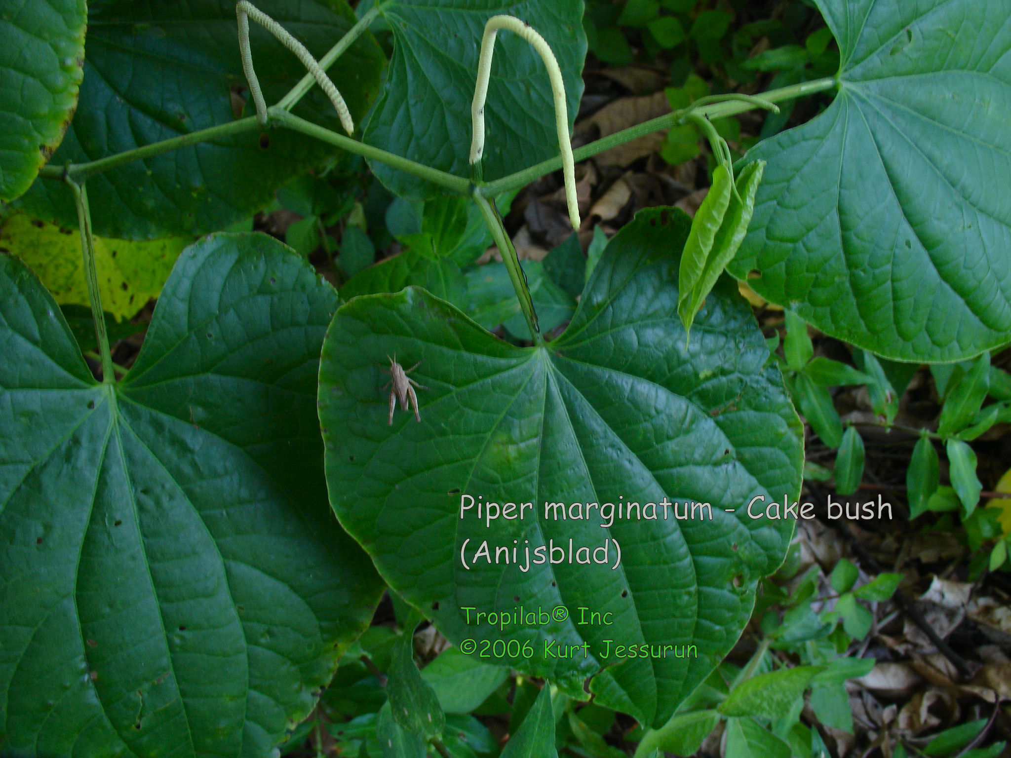 Piper marginatum - Cake bush with grasshopper