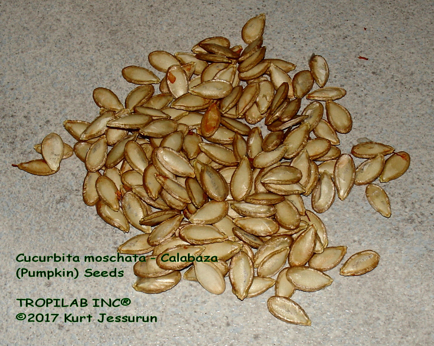 Cucurbita moschata (Calabaza) seeds (Tropilab)