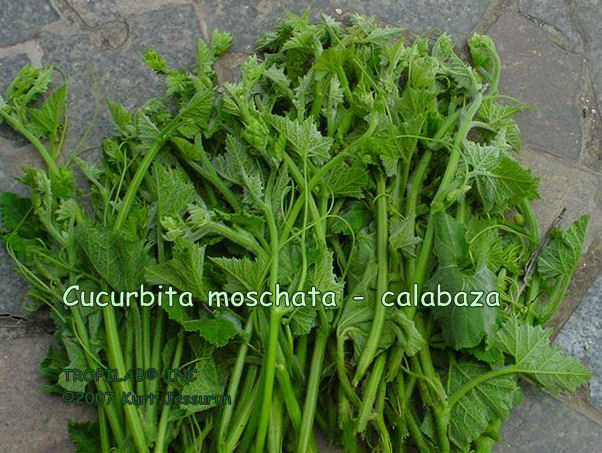 Cucurbita moschata - Calabaza tops