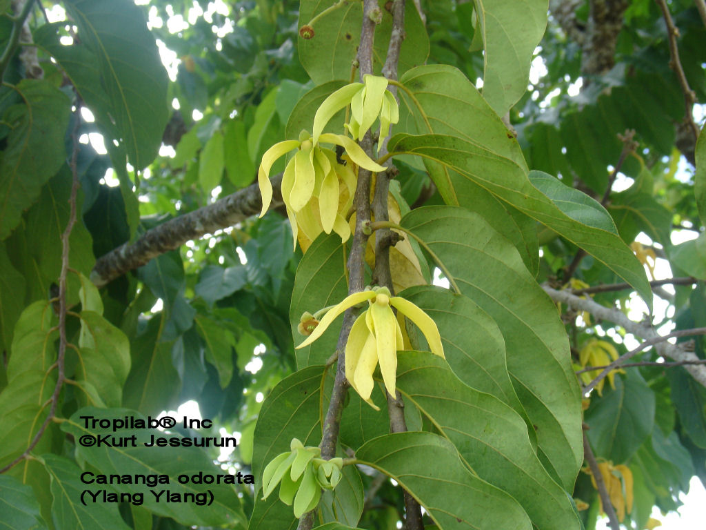 Cananga odorata flower - Ylang Ylang