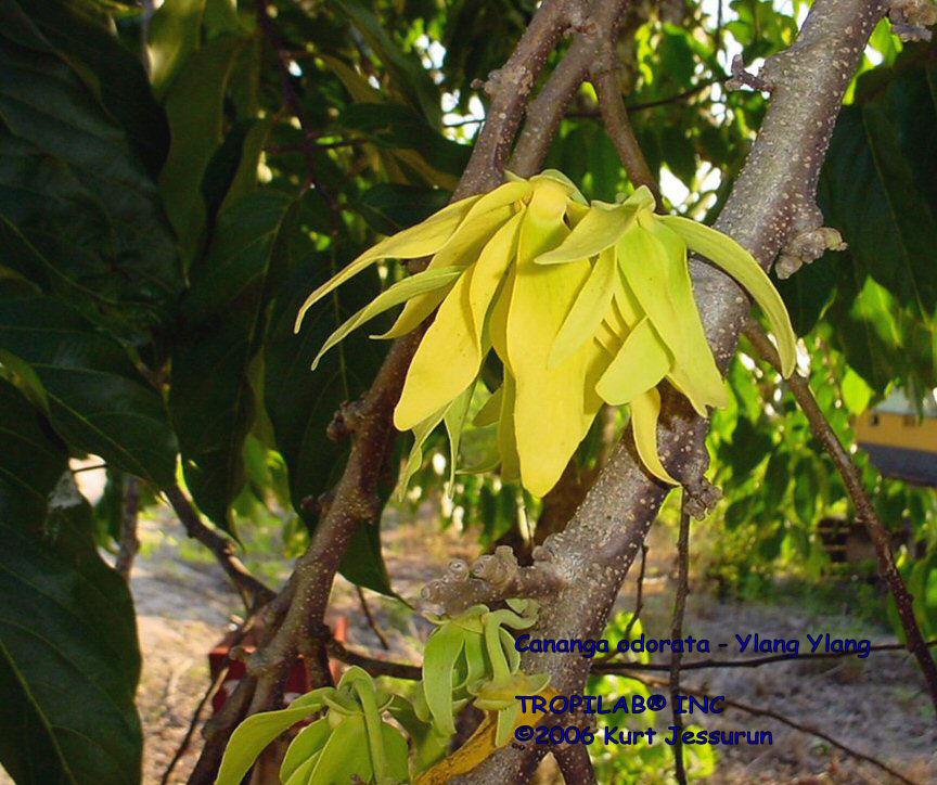 Cananga odorata (Ylang Ylang) flower