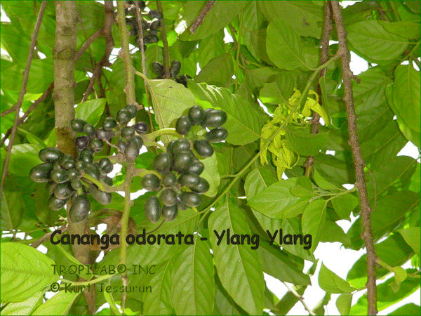 Cananga odorata - Ylang ylang seedpods