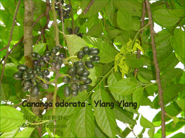 Cananga odorata - sementes de ylang ylang