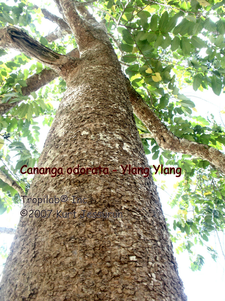 Cananga odorata (Ylang Ylang) stem