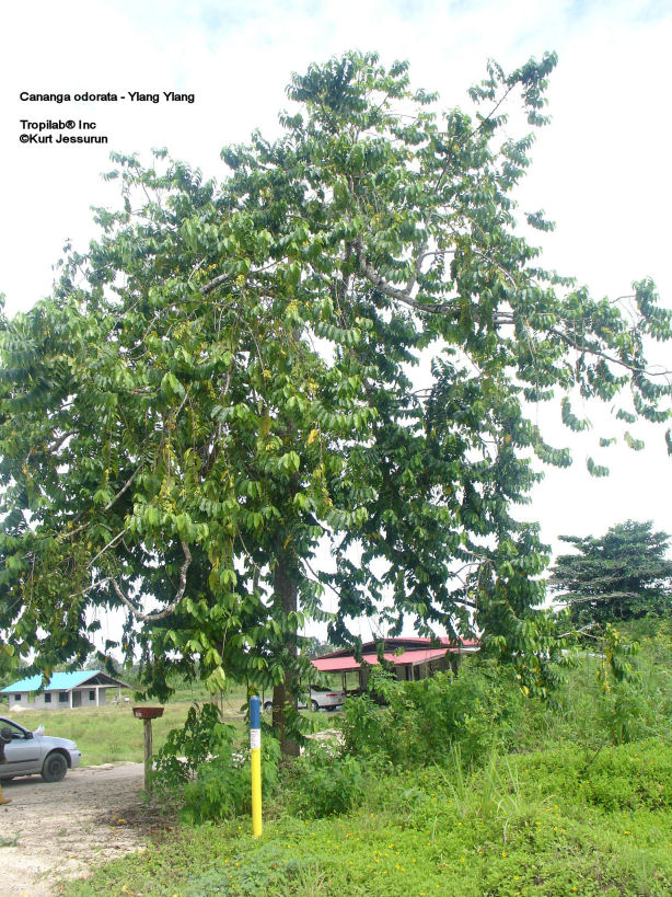 Cananga odorata tree - Ylang Ylang