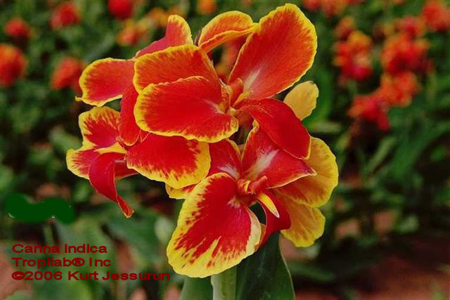 Canna indica - Indian shot (cultivated)